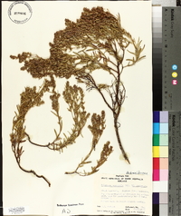 Haloragis acutangula image