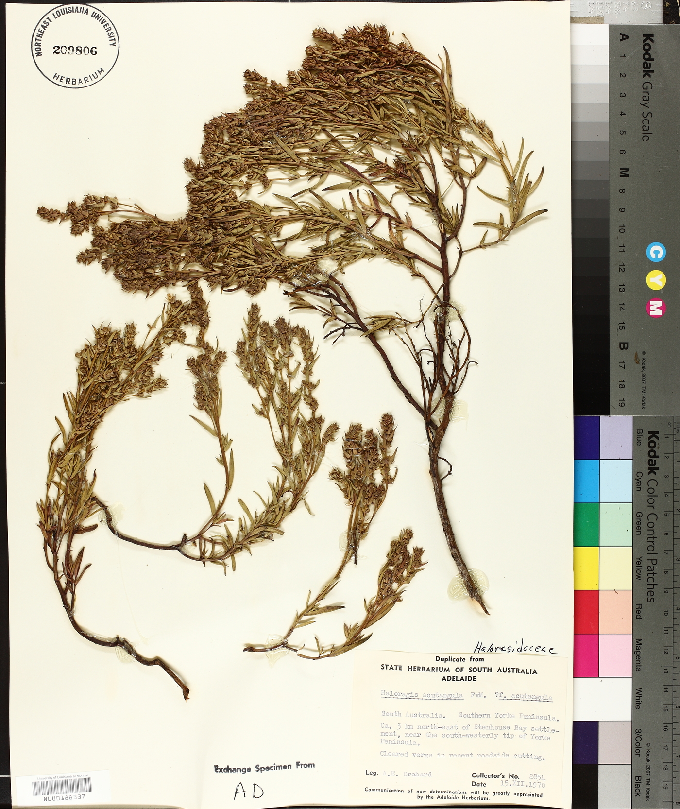 Haloragis acutangula image