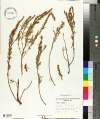 Haloragis acutangula image