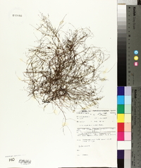 Gonocarpus micranthus image