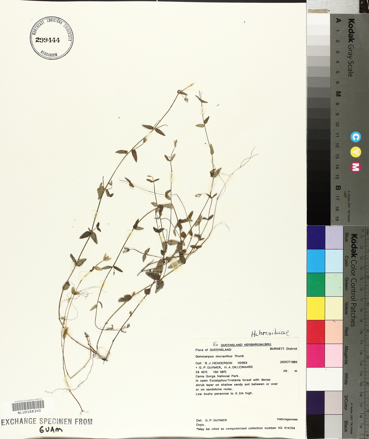 Gonocarpus micranthus image