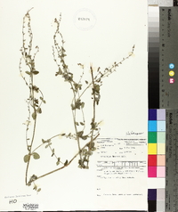 Gonocarpus humilis image
