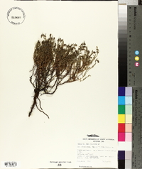 Gonocarpus elatus image
