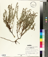 Gonocarpus elatus image