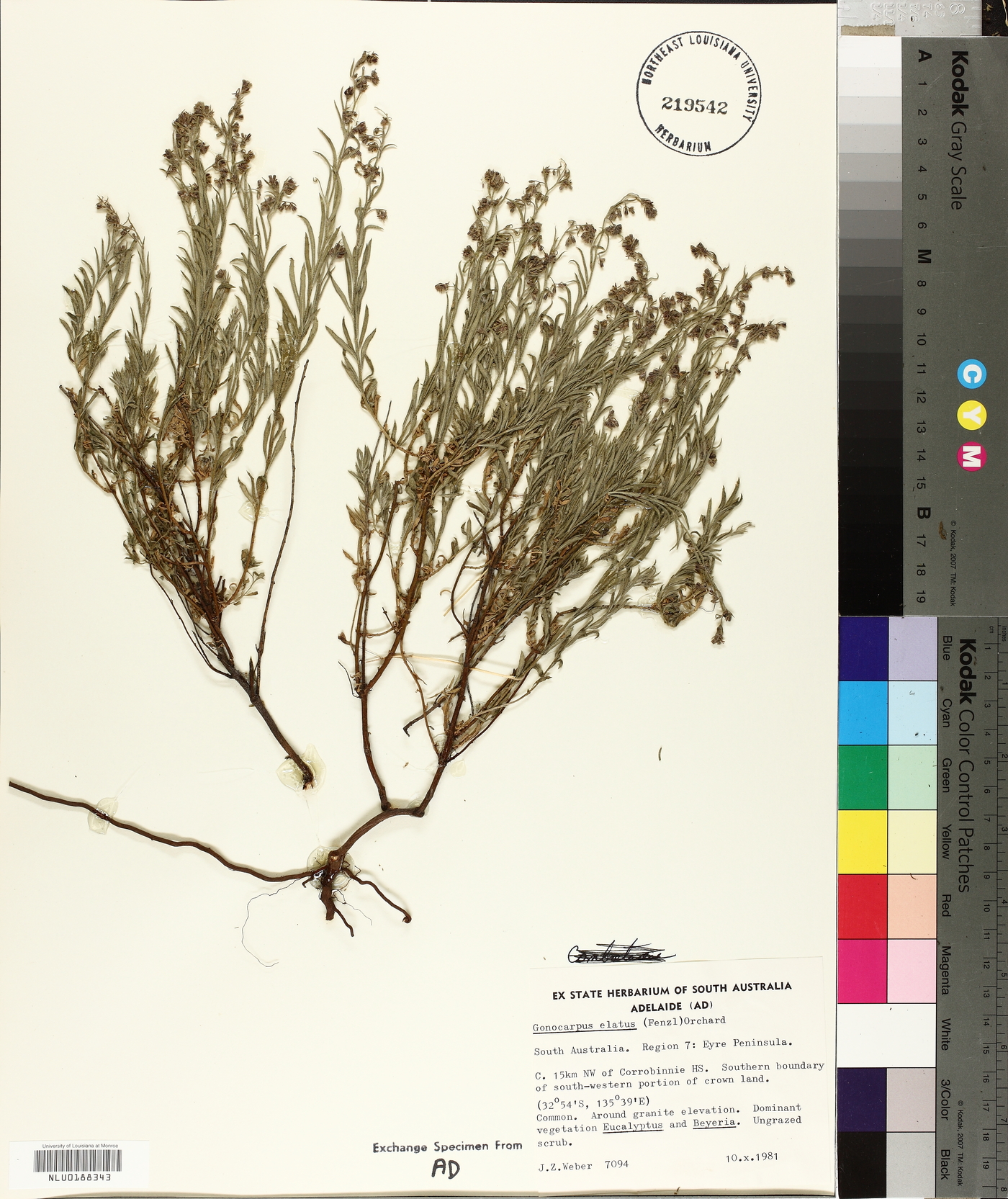 Gonocarpus elatus image