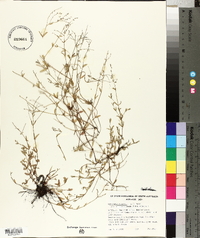 Gonocarpus chinensis image