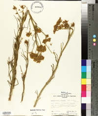 Media resource of Glischrocaryon flavescens
