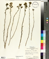 Glischrocaryon behrii image