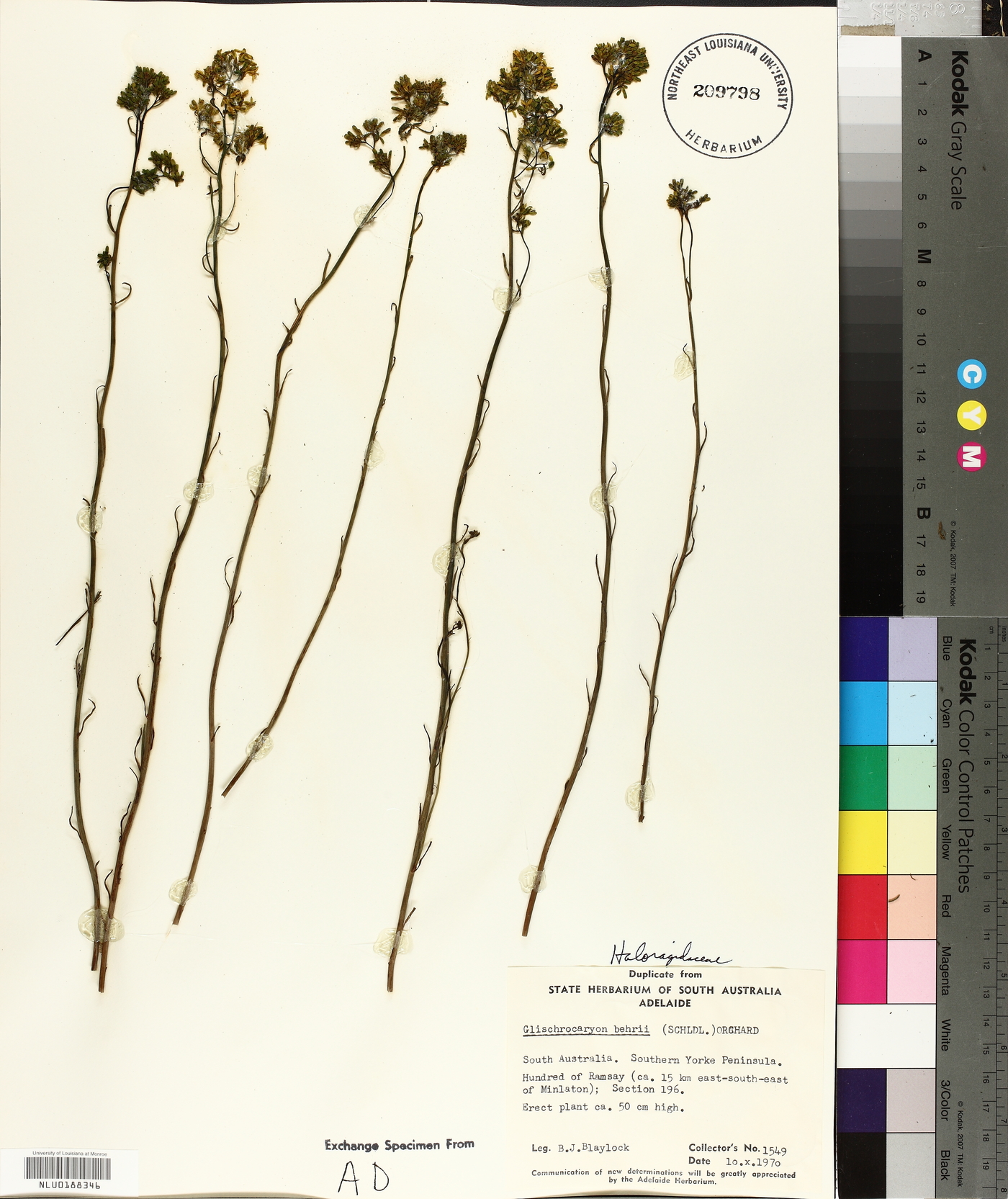 Glischrocaryon behrii image
