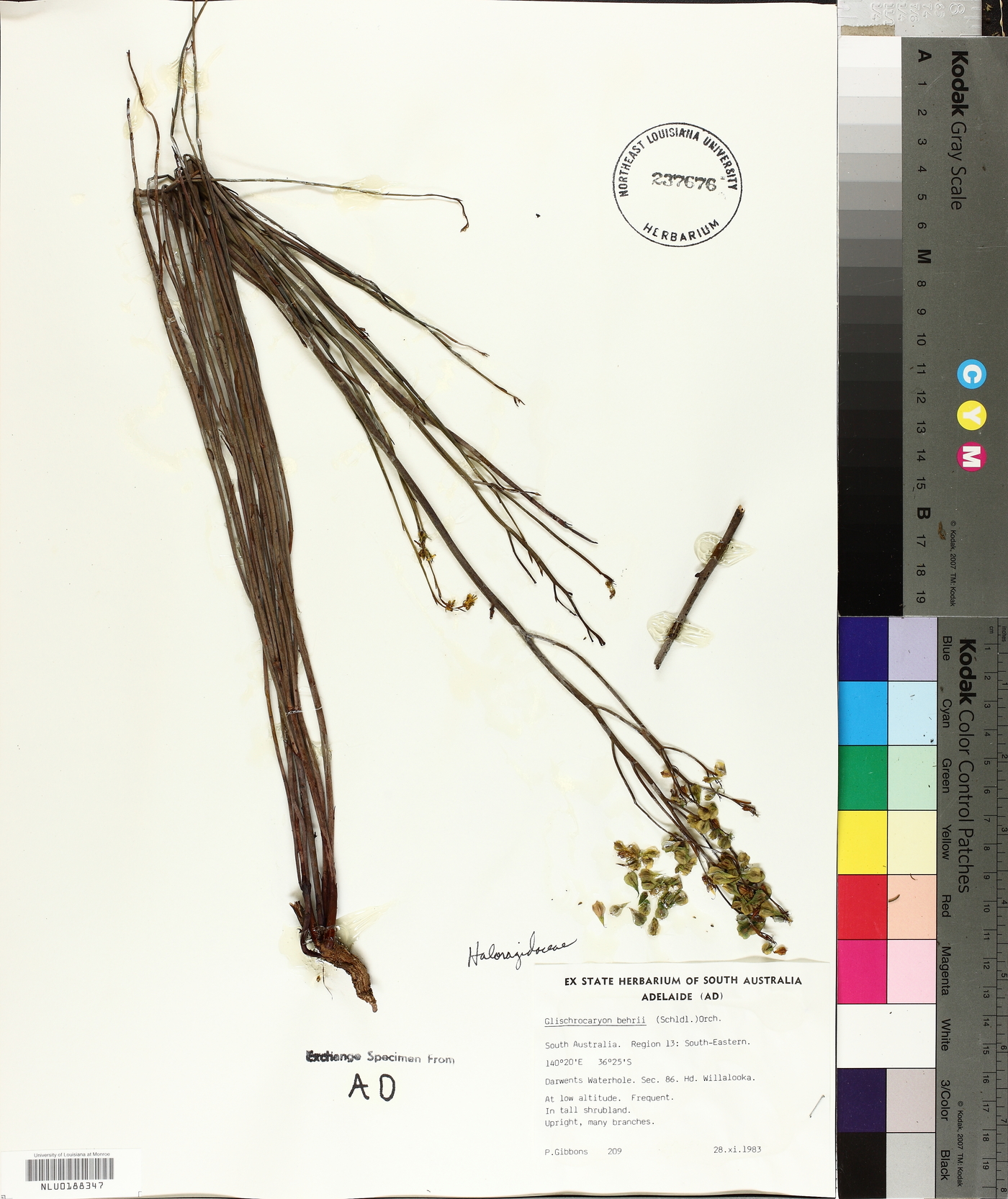 Glischrocaryon image