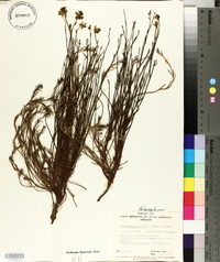 Glischrocaryon behrii image