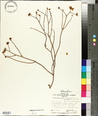 Glischrocaryon aureum var. angustifolium image