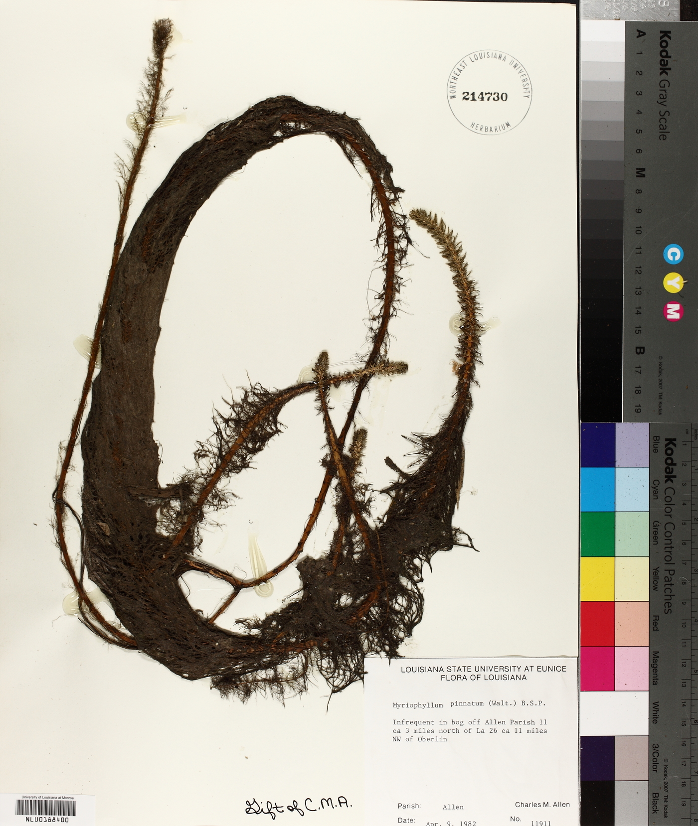 Myriophyllum pinnatum image