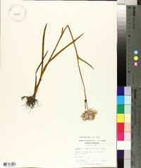 Lachnanthes caroliniana image
