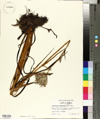 Lachnanthes caroliana image