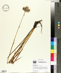 Lachnanthes caroliana image