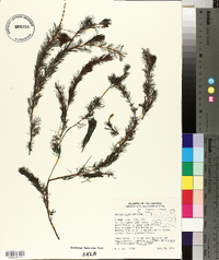 Myriophyllum spicatum image