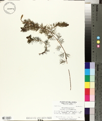 Myriophyllum sibiricum image