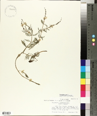 Myriophyllum spicatum image