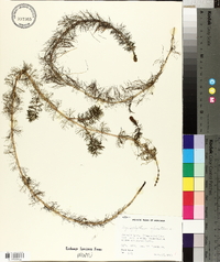 Myriophyllum spicatum image