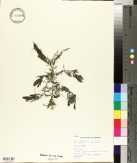 Myriophyllum spicatum image