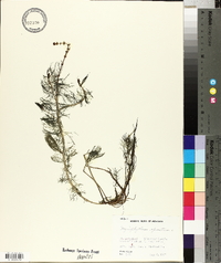 Myriophyllum spicatum image