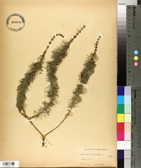 Myriophyllum spicatum image