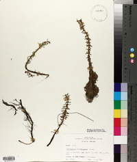 Myriophyllum heterophyllum image
