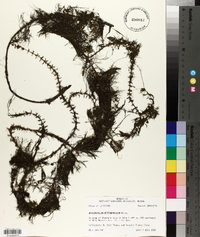 Myriophyllum heterophyllum image