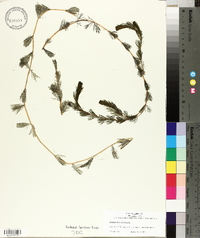 Myriophyllum spicatum image