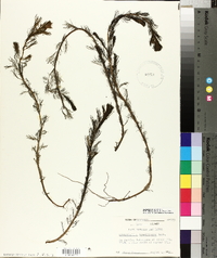 Myriophyllum spicatum image