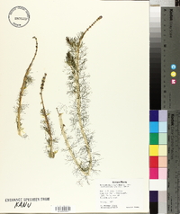 Myriophyllum sibiricum image
