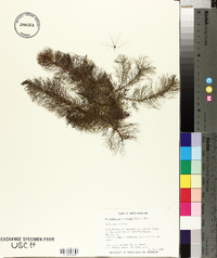 Myriophyllum pinnatum image