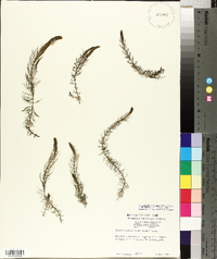 Myriophyllum pinnatum image