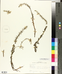 Myriophyllum pinnatum image