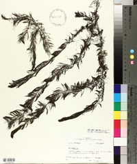 Myriophyllum pinnatum image