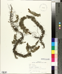 Myriophyllum pinnatum image