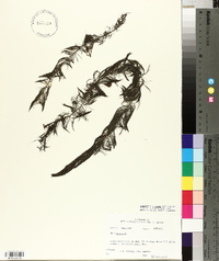 Myriophyllum pinnatum image