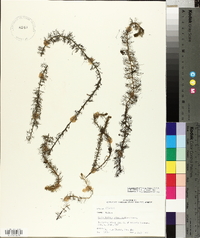 Myriophyllum pinnatum image