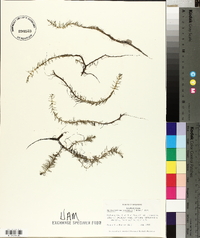 Myriophyllum pinnatum image