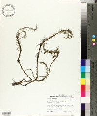 Myriophyllum pinnatum image