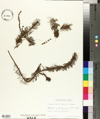 Myriophyllum laxum image