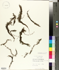 Myriophyllum laxum image