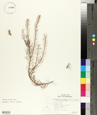 Myriophyllum humile f. capillaceum image