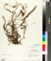 Myriophyllum humile image