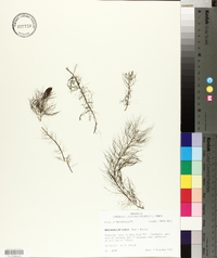 Myriophyllum humile image