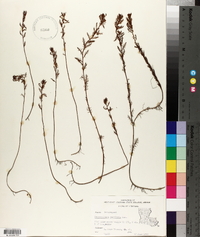 Proserpinaca pectinata image