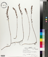 Proserpinaca pectinata image