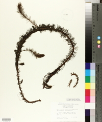 Myriophyllum heterophyllum image