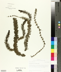Myriophyllum heterophyllum image
